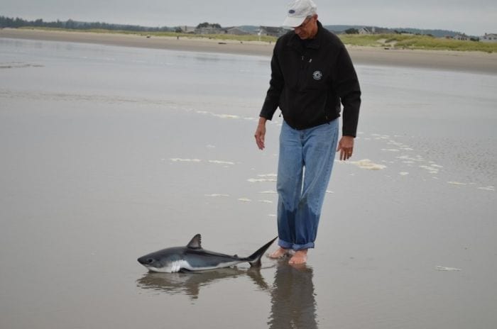 rescate cria tiburon 01