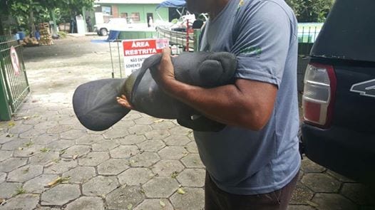 rescate manati 04