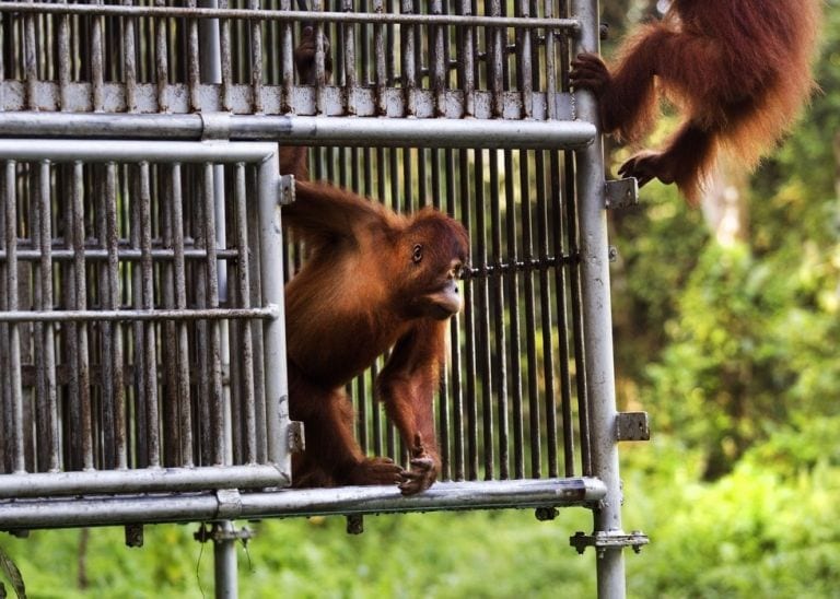 Fue secuestrado de bebé para ser vendido como mascota; hoy es un oragután libre