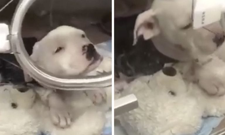 Un cachorro lucha por su vida abrazado a su peluche