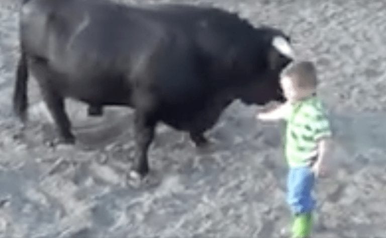 La reacción de un toro bravo cuando se le acerca un niño