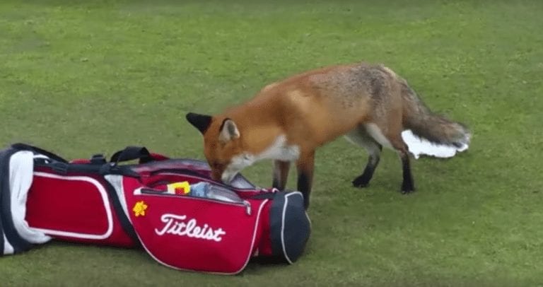 Un zorro se acerca a su bolsa de golf y le roba algo inesperado