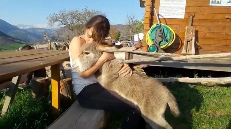 Este pequeño burro sabe bien cómo llamar la atención para recibir abrazos