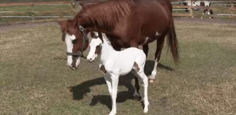 Este pequeño caballo nos conquista el corazón dando sus primeros pasos
