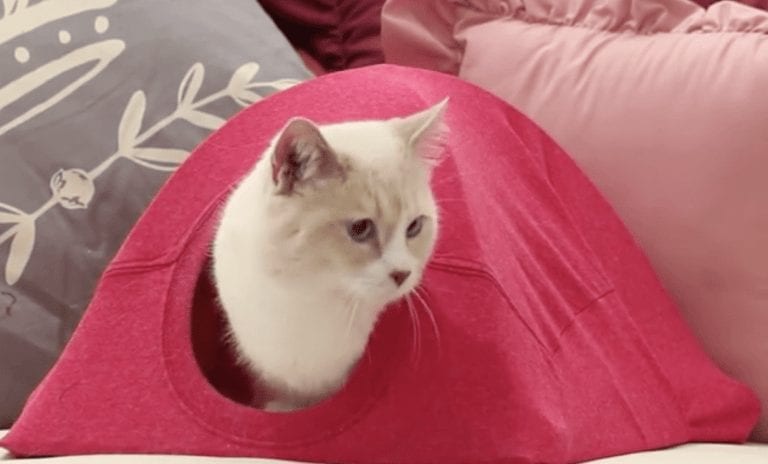 Sólo necesitas una percha y una vieja camiseta para hacerle una cama como esta a tu gato