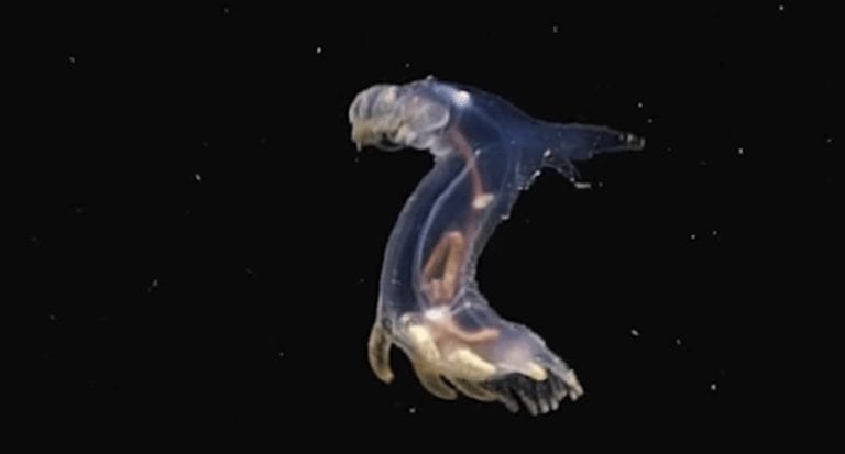 Parecen de ciencia ficción, pero en realidad son animales que viven en las profundidades