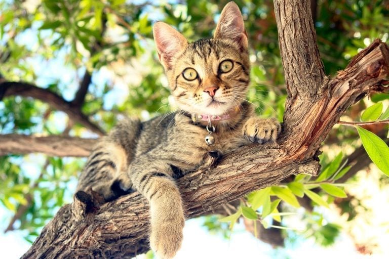 5 razones por las que no debes ponerle cascabel a tu gato