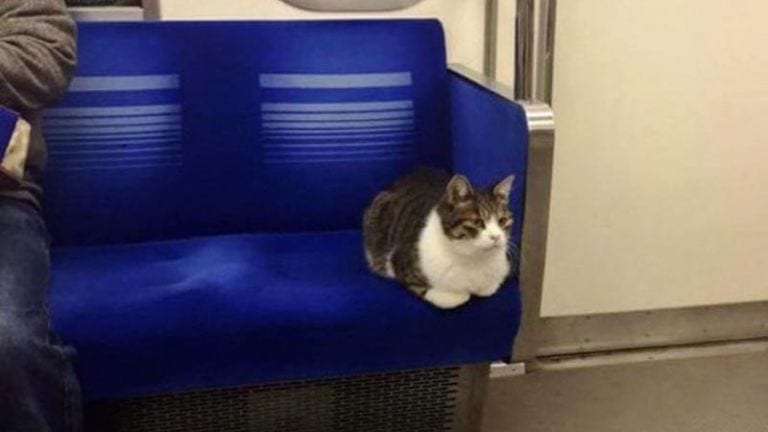 Conoce al gato que utiliza el metro para desplazarse por Tokio