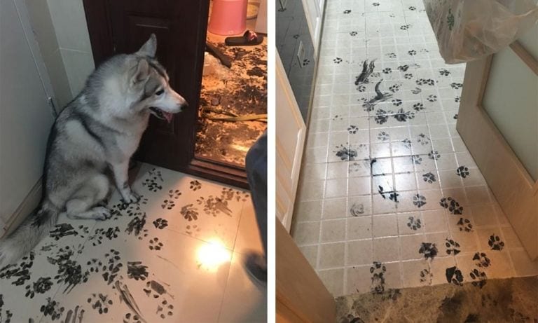 Un husky se queda solo durante tres horas y redecora el apartamento a su manera
