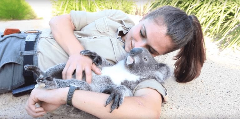 Este koala está encantado de recibir abrazos y cosquillas de su cuidadora favorita