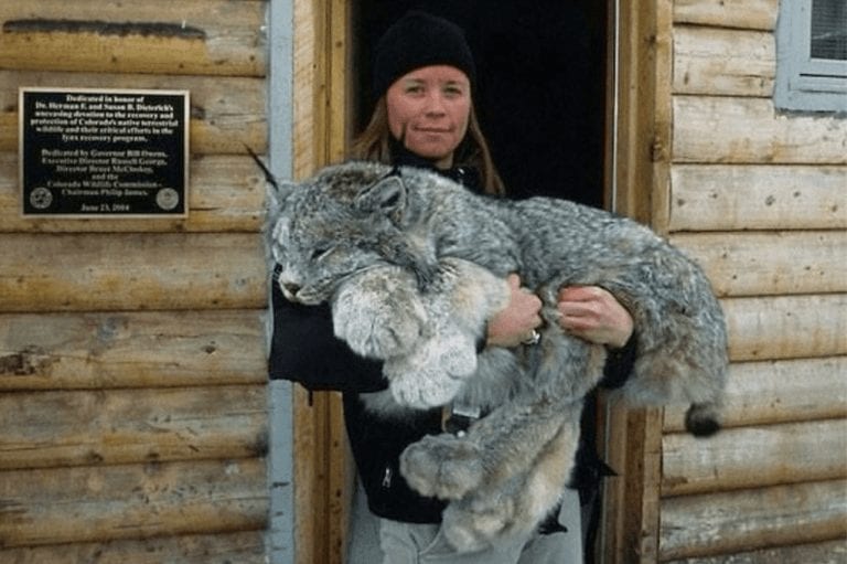 Conoce al lince canadiense y sus enormes patas, que actúan como verdaderas botas de nieve
