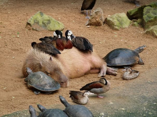 los capibaras son animales extremadamente sociables 1