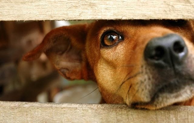 multa abandono animal 01