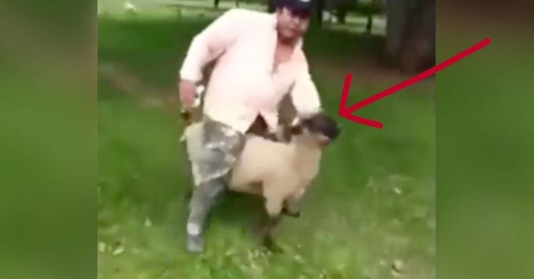 Una oveja deja en ridículo a un idiota que no dejaba de molestarla