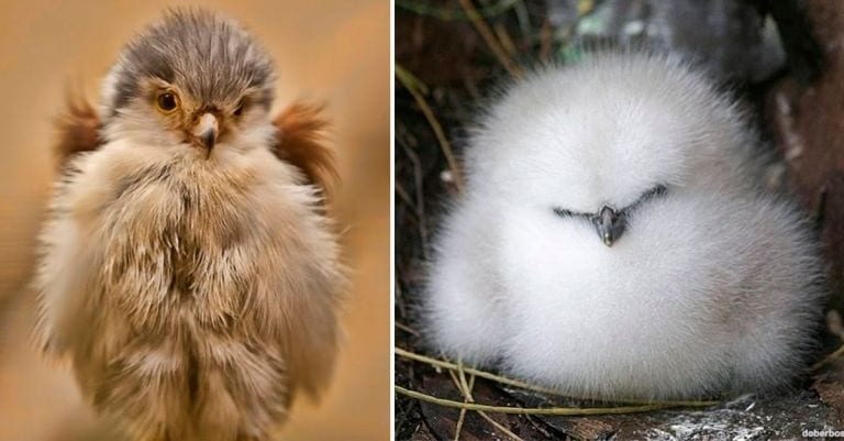 13 esponjosos polluelos que han nacido para enamorarte
