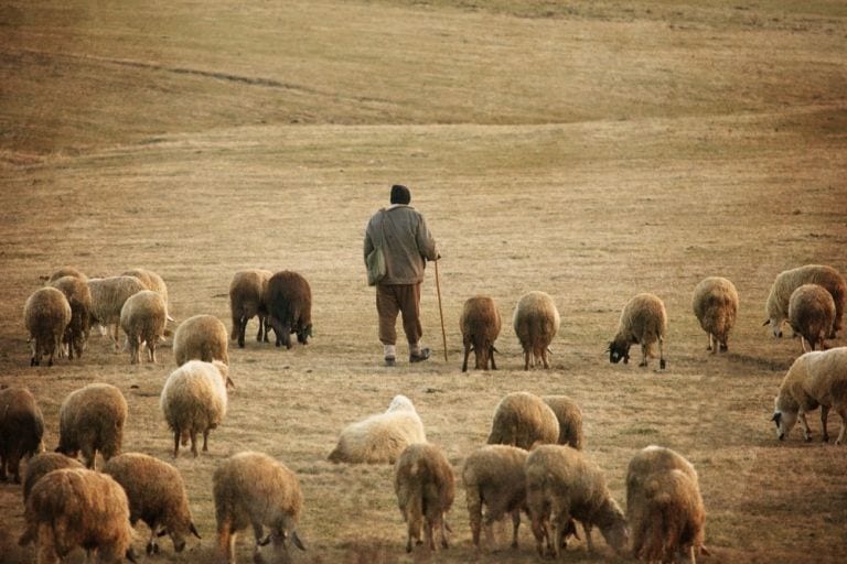 Un pastor cae a un pozo y su perro guía a la policía para salvarlo