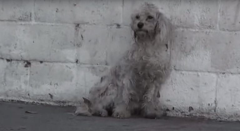 Así reacciona esta perrita abandonada cuando le dan un poco de cariño