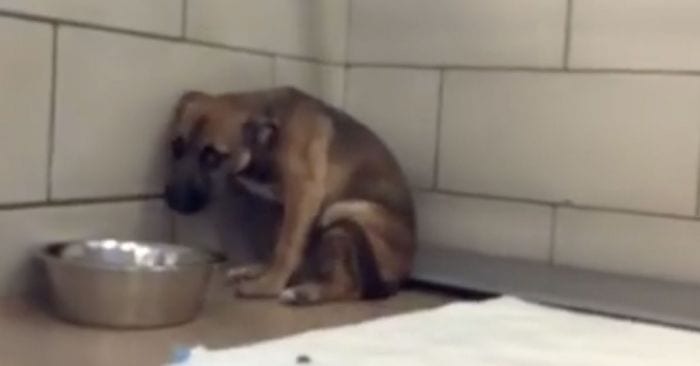 perro abandono.protectora miedo