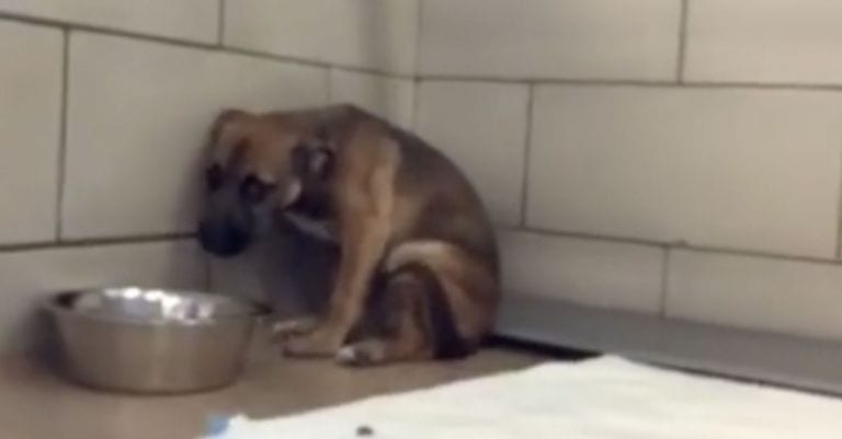 Esto es lo que le haces pasar a un animal cuando decides que ya no lo quieres en tu vida