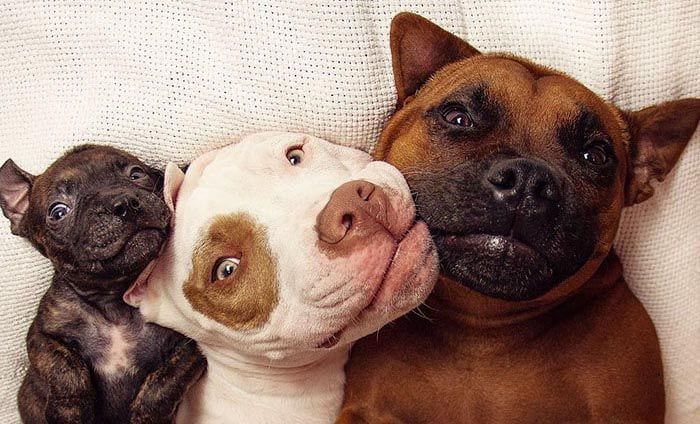 Un cachorro se queda huérfano y estos perros lo adoptan como su propio hijo