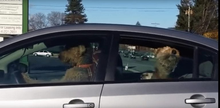 Dejan a dos perros dentro del coche y ellos se vengan a su manera