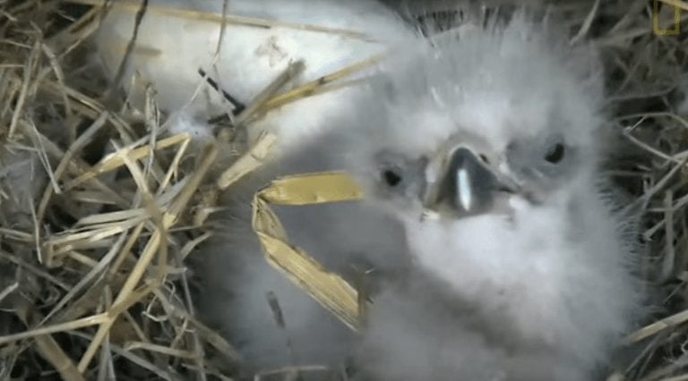 El nacimiento de estos polluelos de águila te va a dejar impresionado