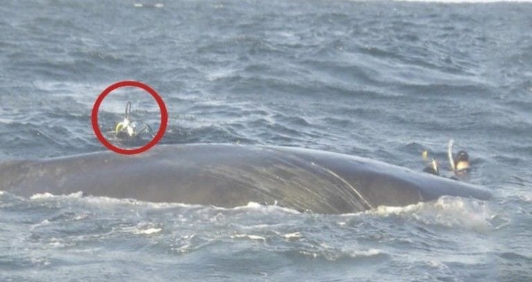 Rescatan a una ballena en serios problemas y ella se lo agradece de la mejor manera que sabe