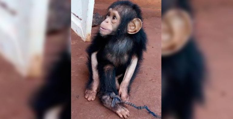 Este pequeño bebé chimpancé estuvo 4 meses sin ver la luz del Sol
