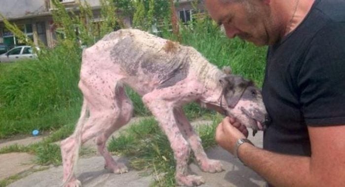 rescate perra destacada