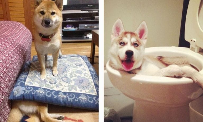 15 perros que se hacen los «despistados» por un día