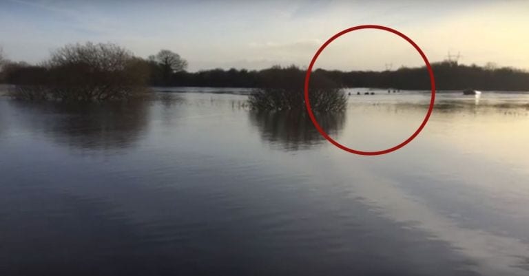 Encuentran a un grupo de caballos perdidos en mitad de un río y los salvan de morir ahogados