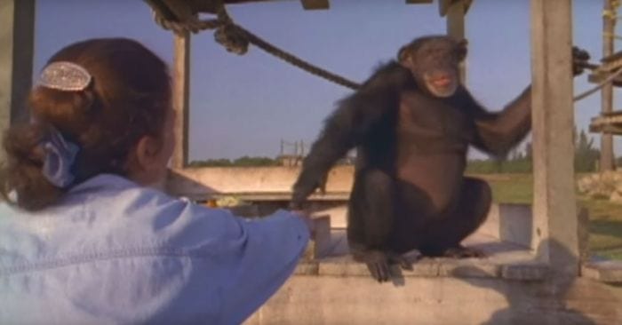 chimpances reencuentro mujer