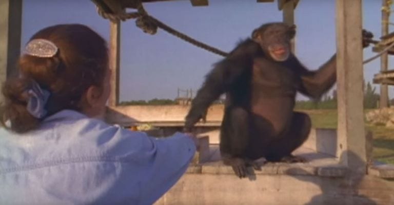 Conmovedora reacción de unos chimpancés al reencontrarse con la mujer que los liberó hace 18 años
