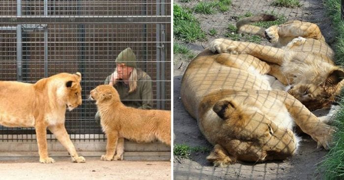 leona adopta cachorro rescatado