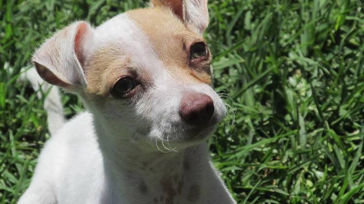 Rescatan a un cachorro y descubren que es adicto a la metanfetamina