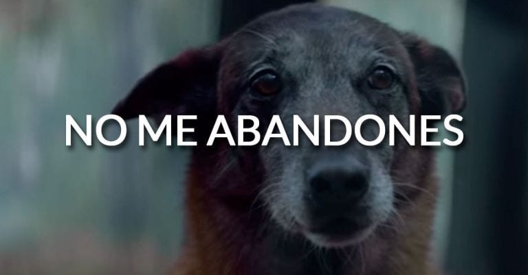 Una campaña contra el abandono animal que va un paso más allá