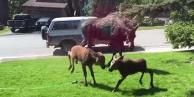 En un día de verano, una mujer hace algo genial por una familia de alces acalorados