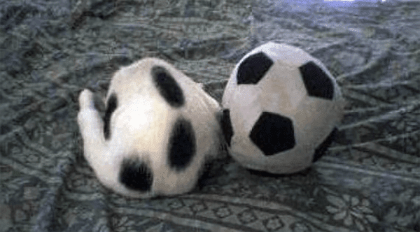 animales camuflados1