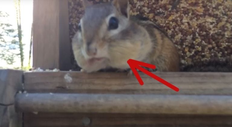 No te pierdas la reacción de esta ardilla cuando la pillan robando comida