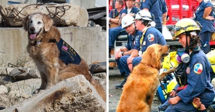 bretagne perra rescate 11s