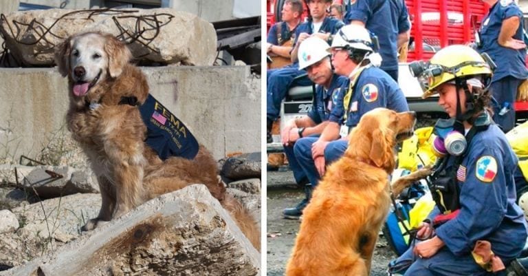 Muere el último héroe canino que participó en los rescates del 11-S