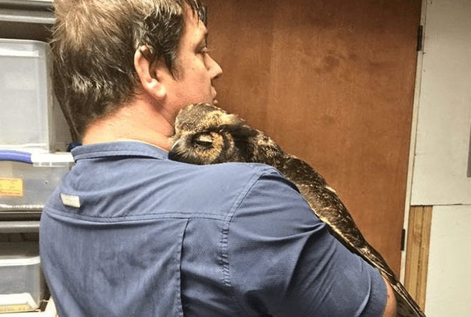 buho rescate destacada