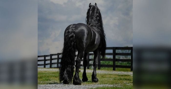 caballo bello negro frison