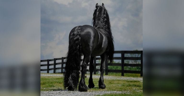 Internet se rinde ante el caballo más bello del mundo y tú también lo harás