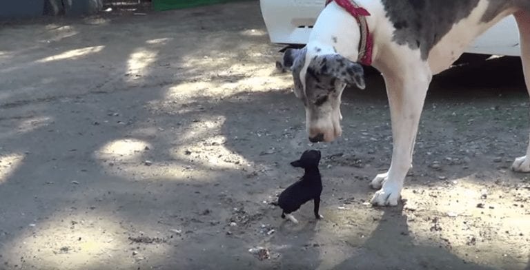 Mira la reacción de un cachorro diminuto al conocer a un perro gigante