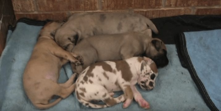 Un cachorro tiene una pesadilla y su hermano hace la cosa más tierna para calmarlo