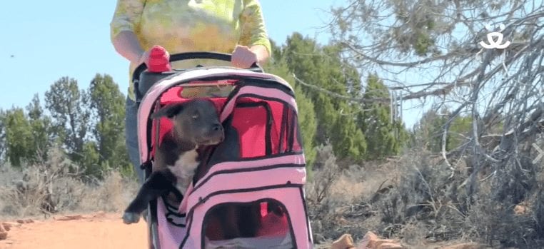 Un cachorrito que nació sin pies traseros es la viva imagen de la superación
