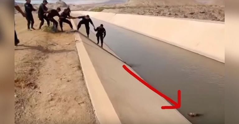 Ven a un perro a punto de morir ahogado e idean una estrategia genial para salvarlo