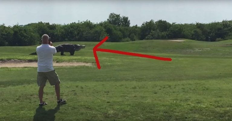 Estaban jugando al golf tranquilamente cuando apareció un caimán del tamaño de un dinosaurio