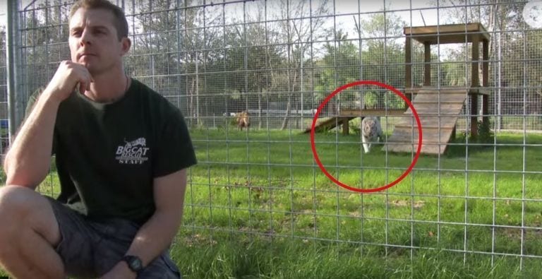 Esta es la razón por la que nunca debes dar la espalda a un gran felino